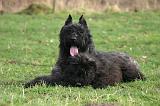 BOUVIER DES FLANDRES 438